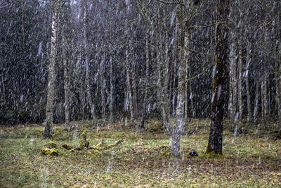 Trees on field in forest