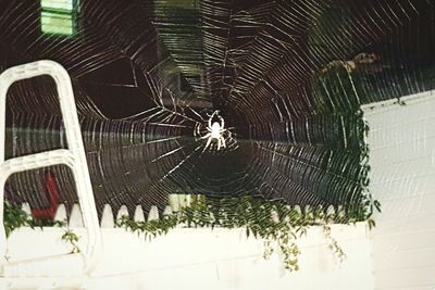 Close-up of spider web