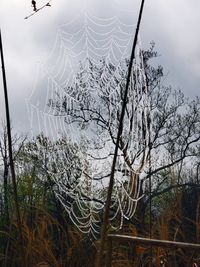 Spider web on plants against sky