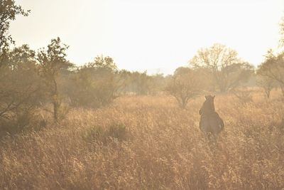 Rear view of dog on field against sky