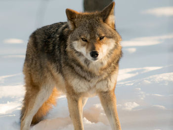 Portrait of wolf on snow against sky