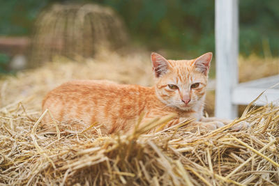 Brown cat lying on a straw.