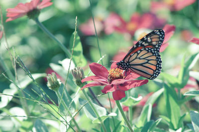 Close-up of butterfly pollinating on flower