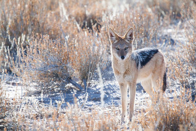 Black-backed jackal standing on field