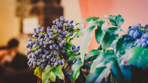 Close-up of hydrangeas blooming outdoors