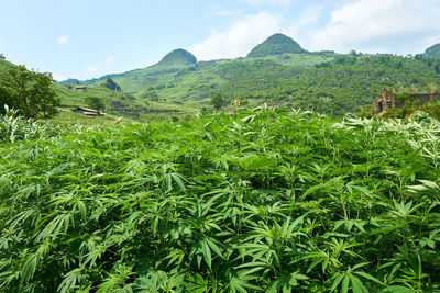 Scenic view of field against sky