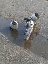 High angle view of pigeons in puddle