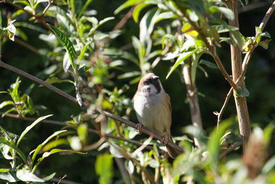 Close-up of bird perching on branch