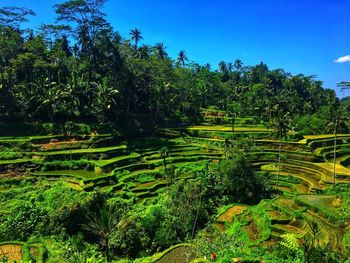 Scenic view of rice field against sky