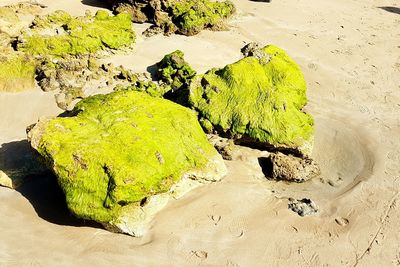 High angle view of rock on beach