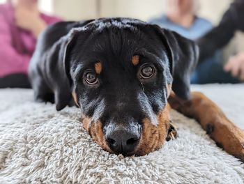 A rottweiler puppy looks lovingly in to the camera