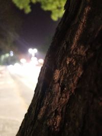 Close-up of tree trunk against sky