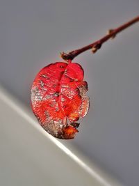 Close-up of red berries