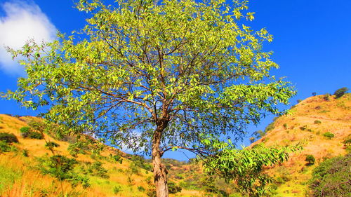 Low angle view of trees against blue sky