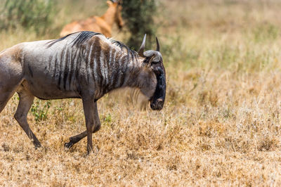 Close-up of wildebeest walking on field