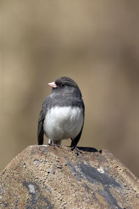 Close-up of bird perching on rock