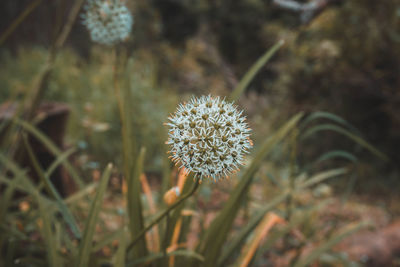 Close-up of flowering plant on land