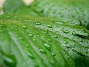 Close-up of raindrops on leaves