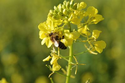 Close-up of bee pollinating on flower