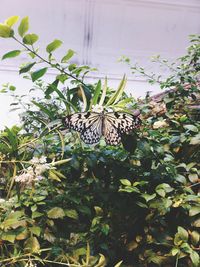 Close-up of butterfly on potted plant
