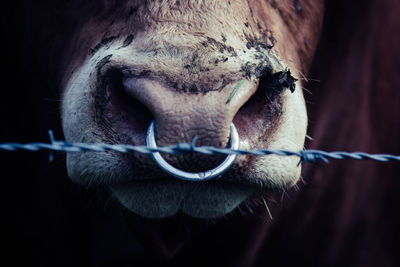 Close up of a bull's head