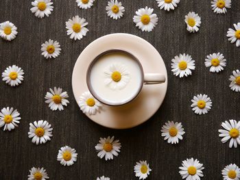 High angle view of flowering plant over white background