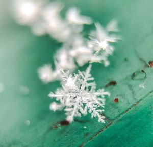 Close-up of snowflakes on tree