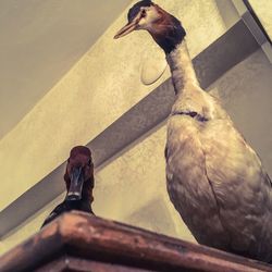 Low angle view of bird perching