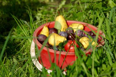 Close-up of fruits in basket