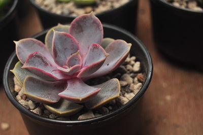 High angle view of succulent plant on table