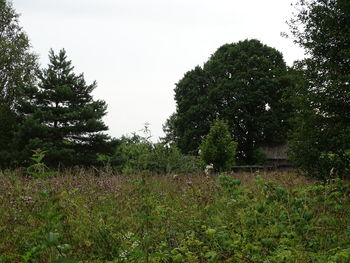 Trees and plants on field against sky