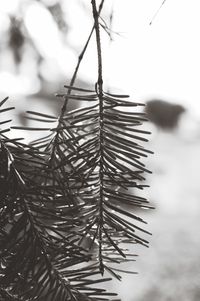 Close-up of pine tree during winter