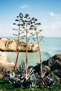 Tree by sea against sky