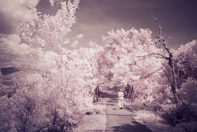 View of cherry blossom amidst trees