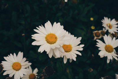 Close-up of white daisy flowers