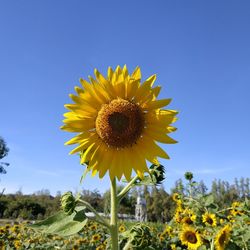 Close-up of sunflower on field against sky