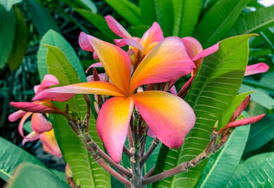 Close-up of red flowering plant