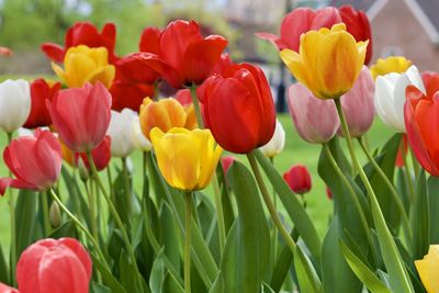 Close-up of tulips in bloom