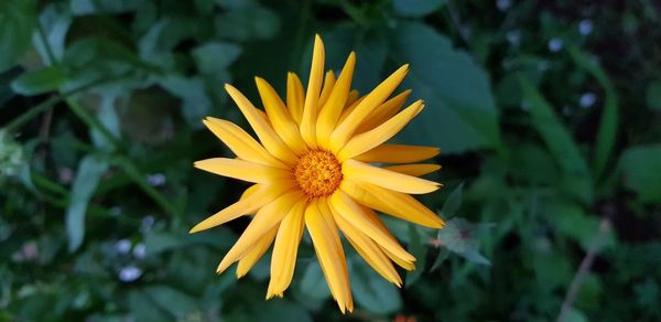 Close-up of yellow flower