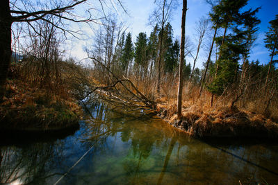 Scenic view of lake in forest against sky