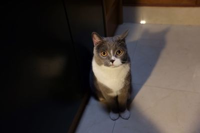 High angle portrait of cat sitting on floor