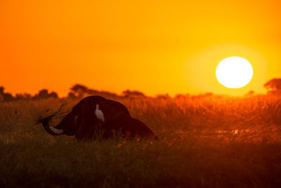 Bird perching on elephant standing amidst plants against clear sky during sunset