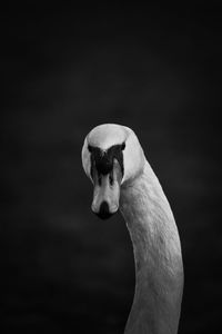 Close-up of swan