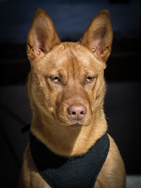 Close-up portrait of a dog