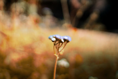 Close-up of insect on flower