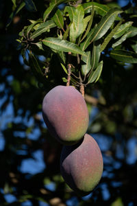 Close-up of mango fruits growing on tree