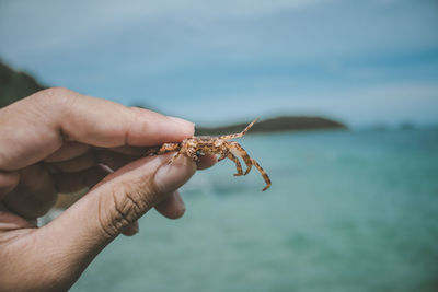 Close-up of hand holding crab at beach