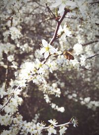 Close-up of white flowers blooming on tree