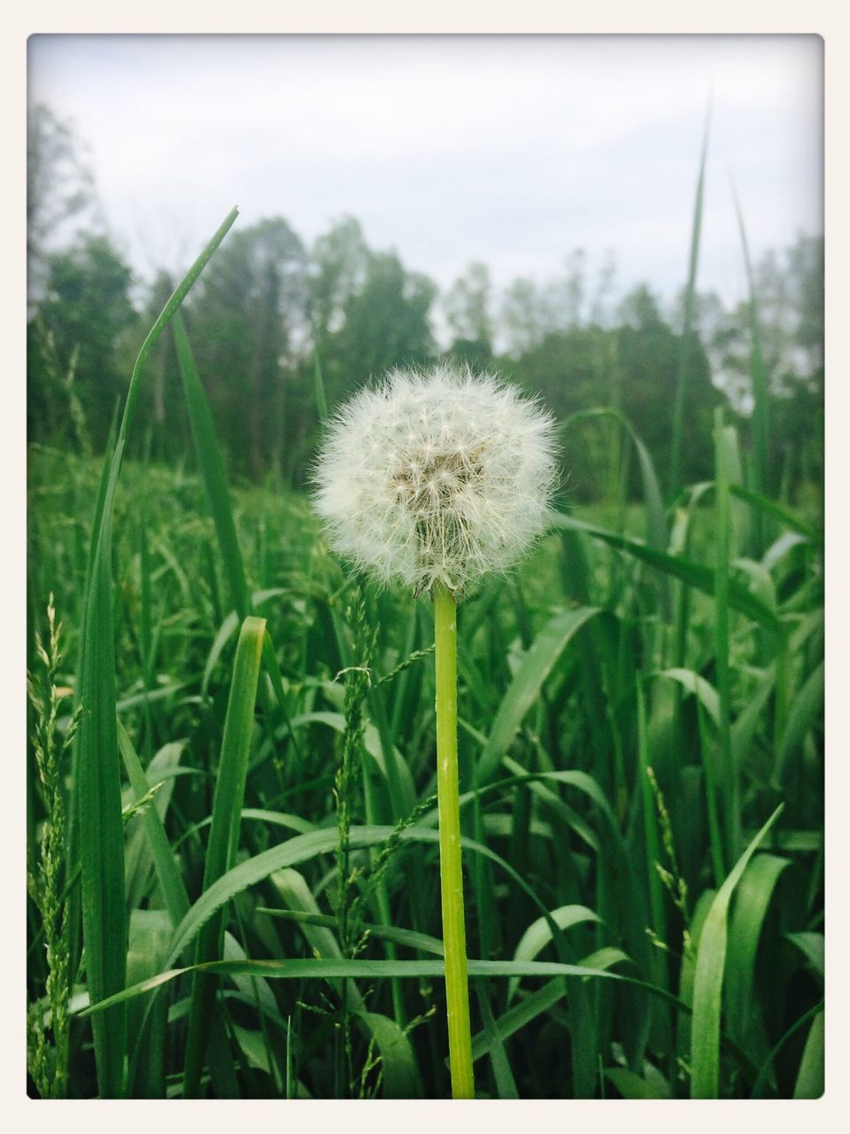 dandelion, flower, growth, fragility, freshness, flower head, beauty in nature, field, nature, stem, plant, close-up, wildflower, focus on foreground, uncultivated, white color, single flower, softness, blooming, grass