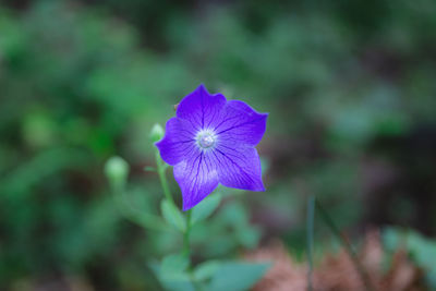 Close-up of purple flowering plant